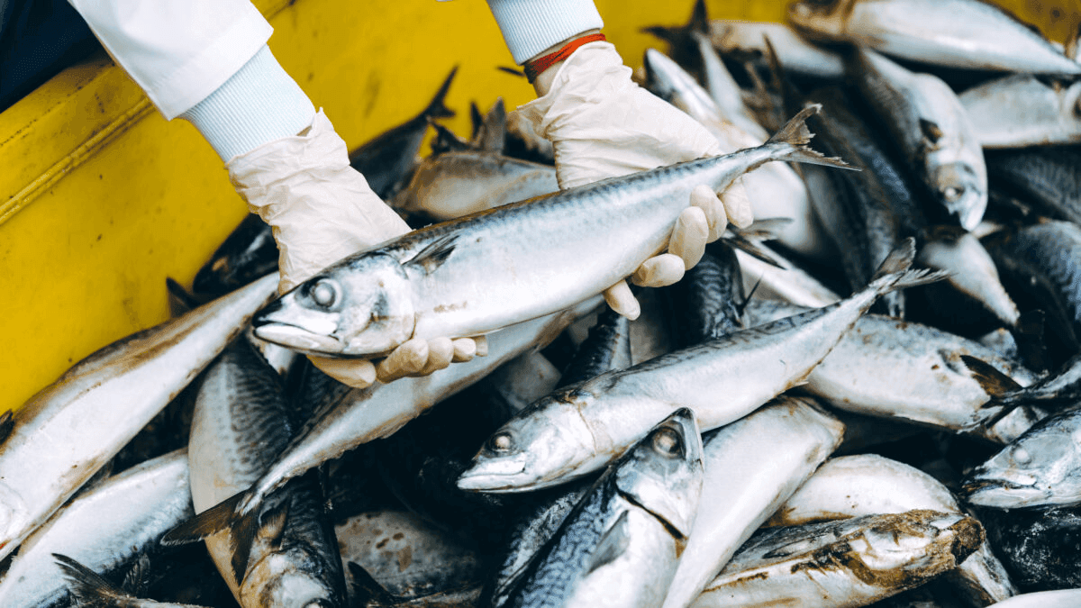 Additional Seafood