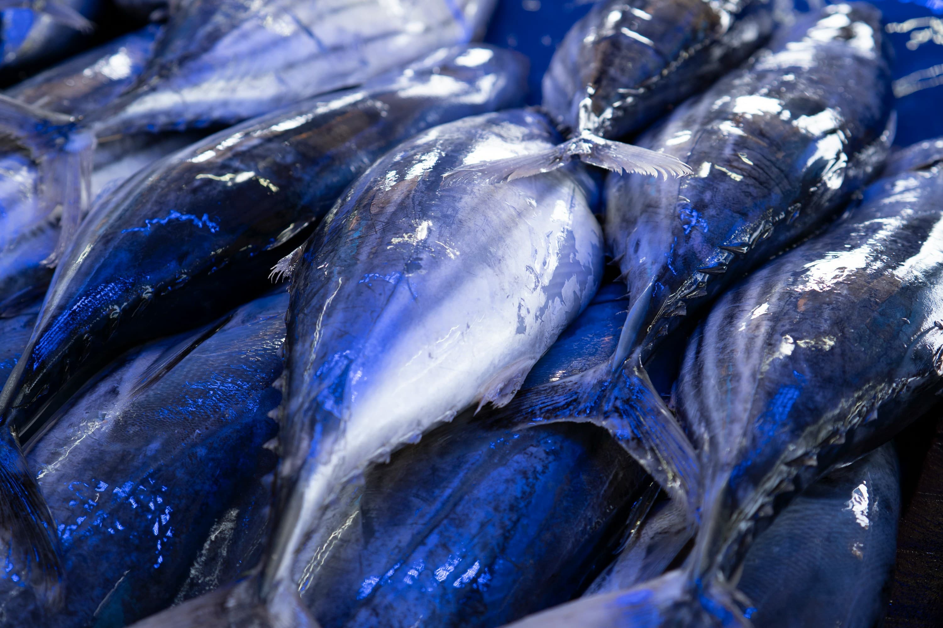 Yellow fin Tuna