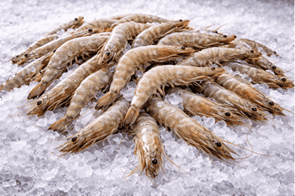 High-grade Shrimps