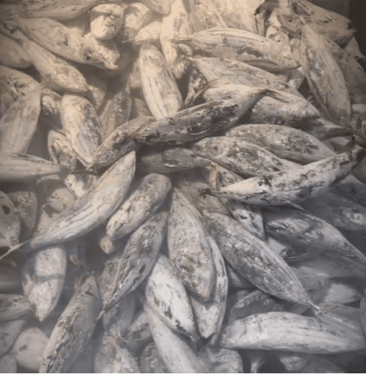 Skipjack Tuna (Cakalang)